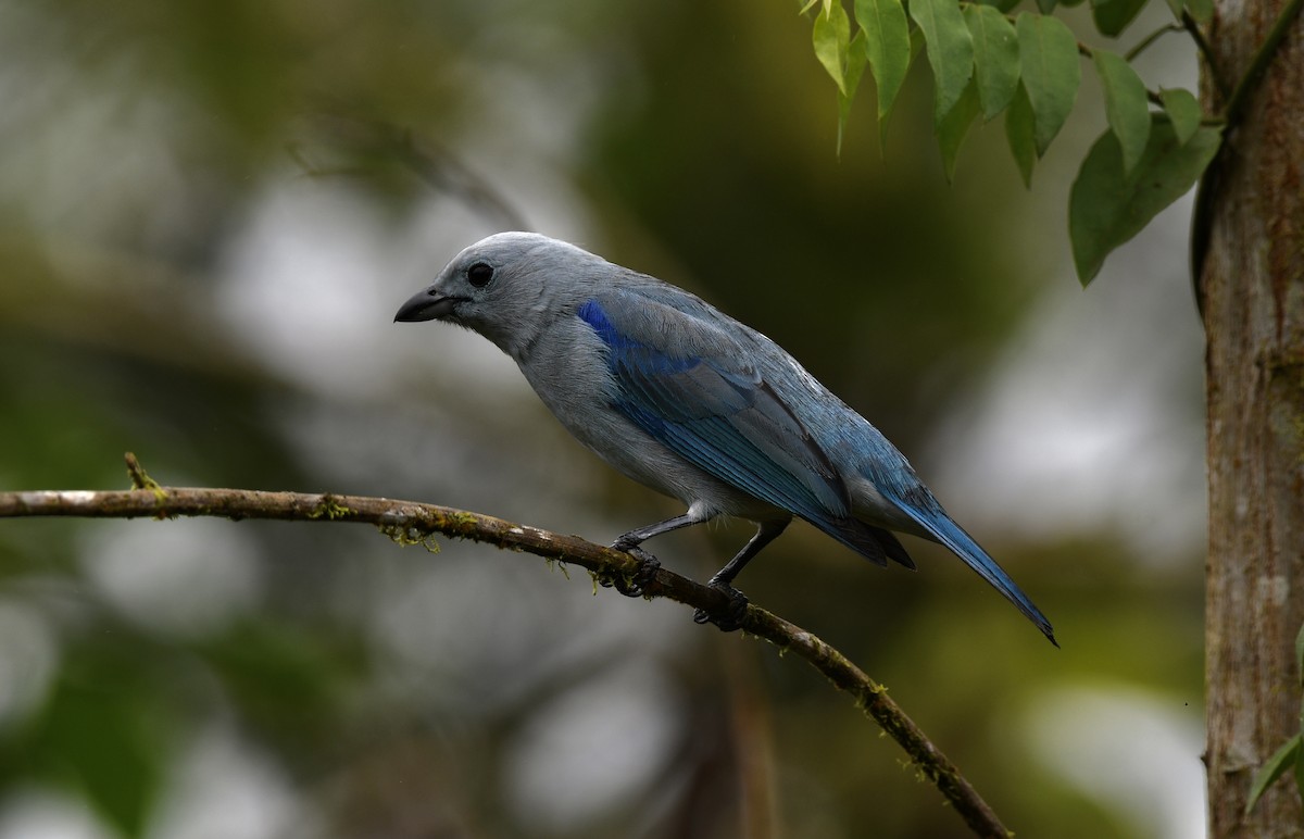 Blue-gray Tanager - ML626000248