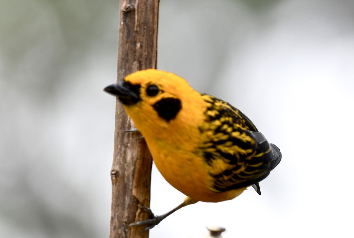 Golden Tanager - ML626000266