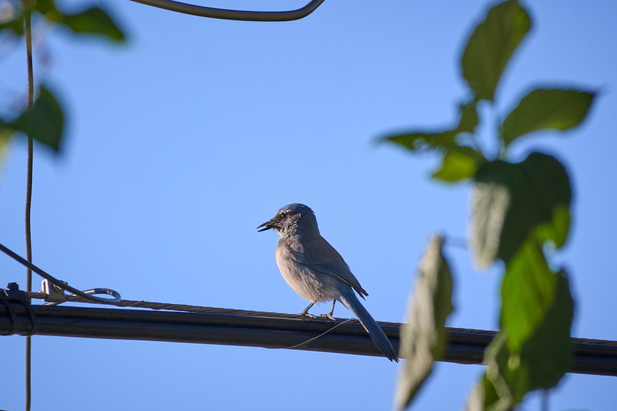 Woodhouse's Scrub-Jay - ML626000272