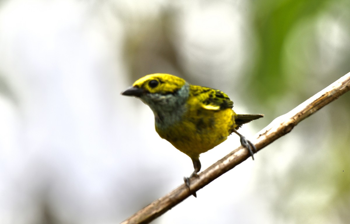 Silver-throated Tanager - ML626000284