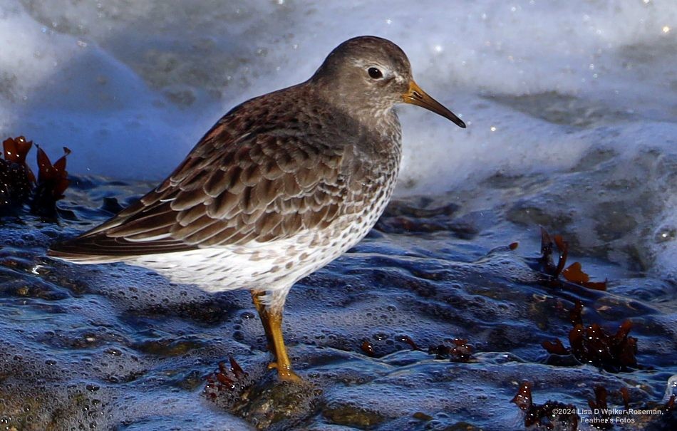 Rock Sandpiper - ML626000383