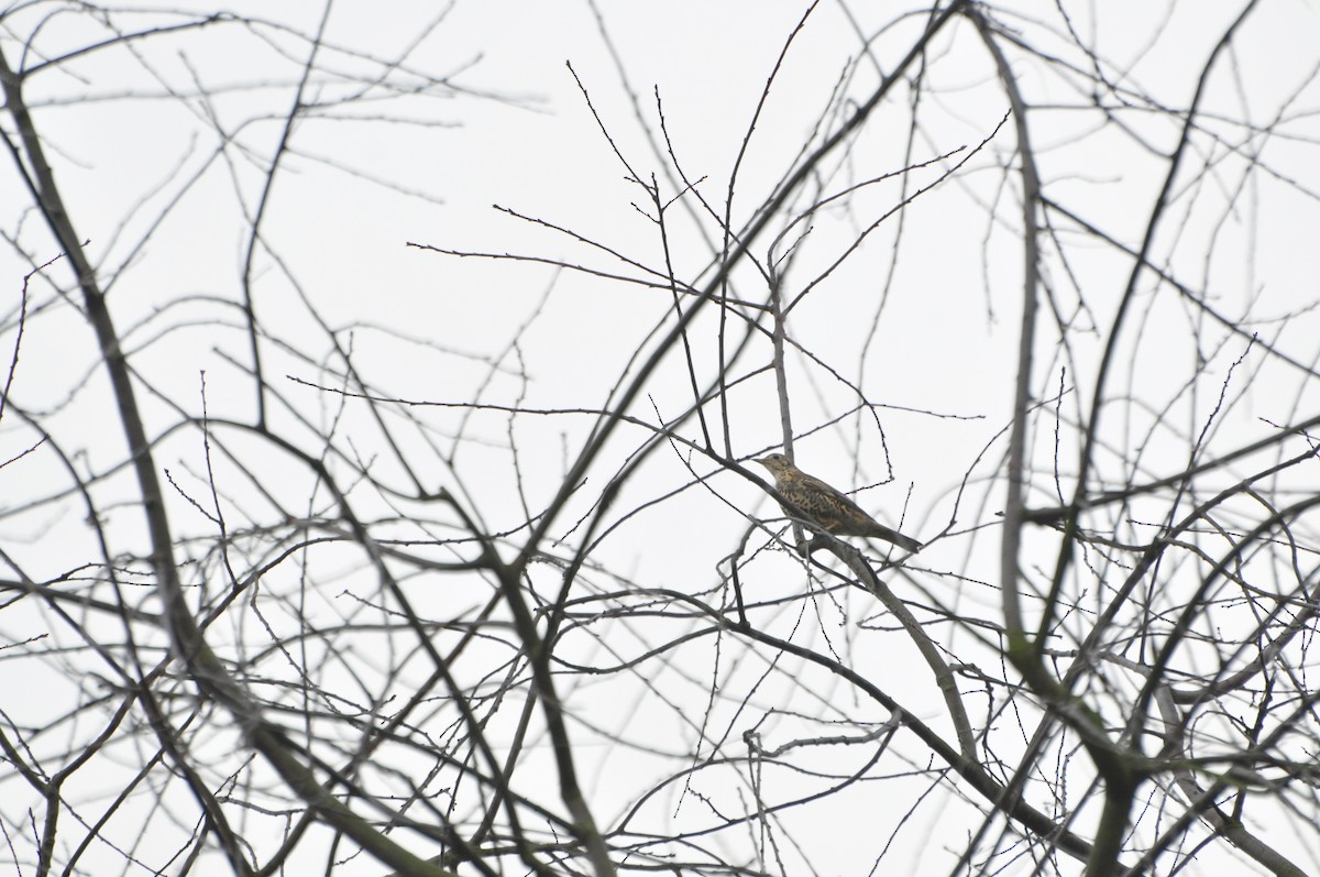 ヤドリギツグミ - ML626000488