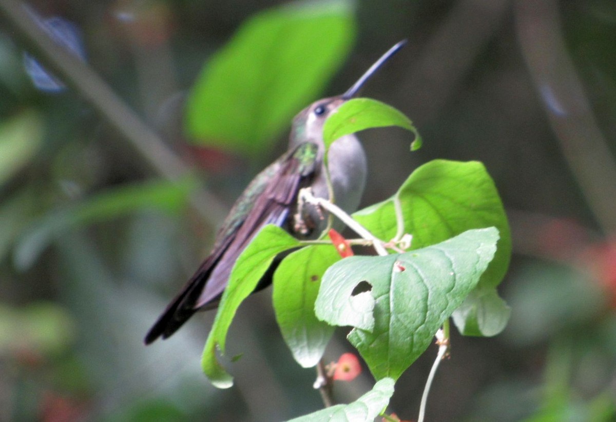 Wedge-tailed Sabrewing - ML626000497