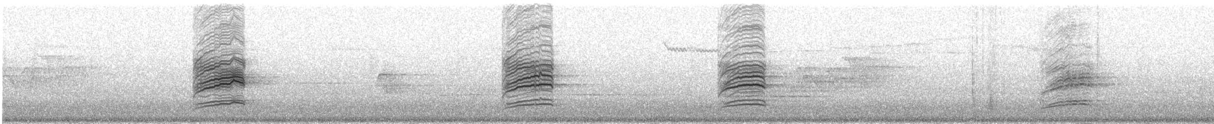 Дрізд-короткодзьоб плямистоволий (підвид faxoni/crymophilus) - ML62600051