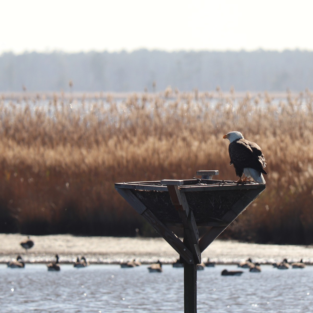 Bald Eagle - ML626000514