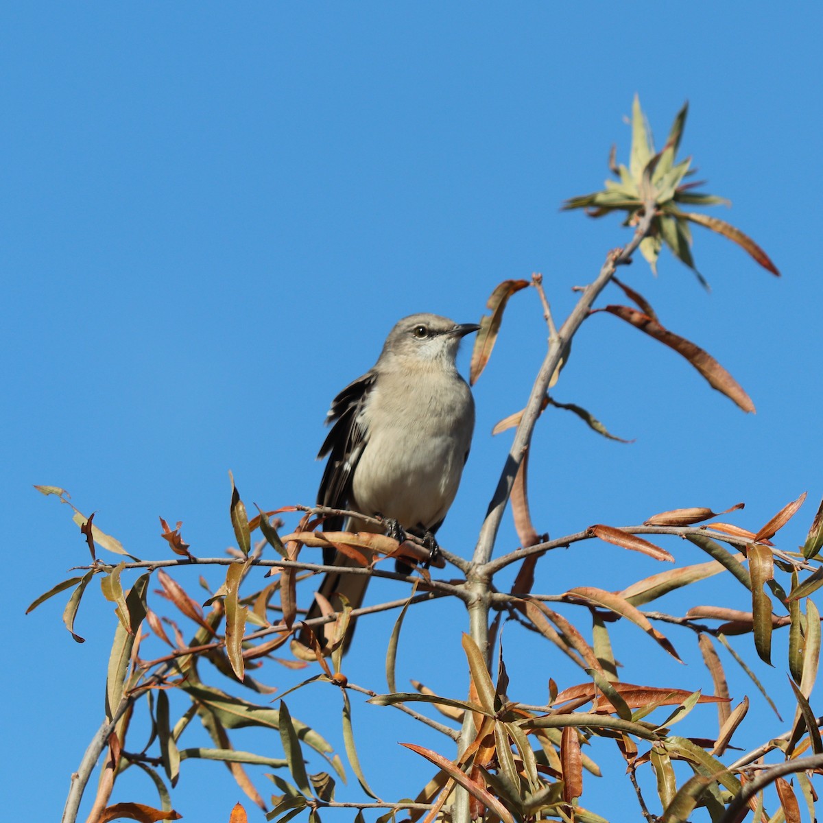 Northern Mockingbird - ML626000526