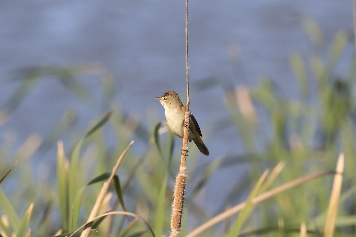 Australian Reed Warbler - ML626000555