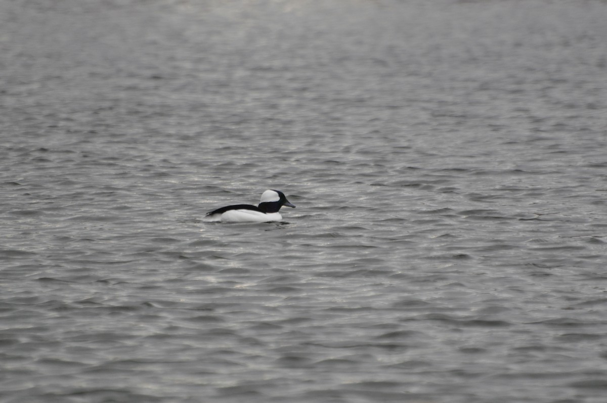 Bufflehead - ML626000670