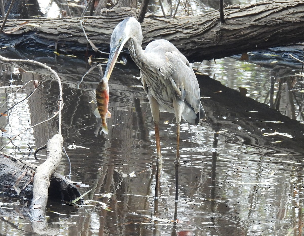 Great Blue Heron - ML626000680