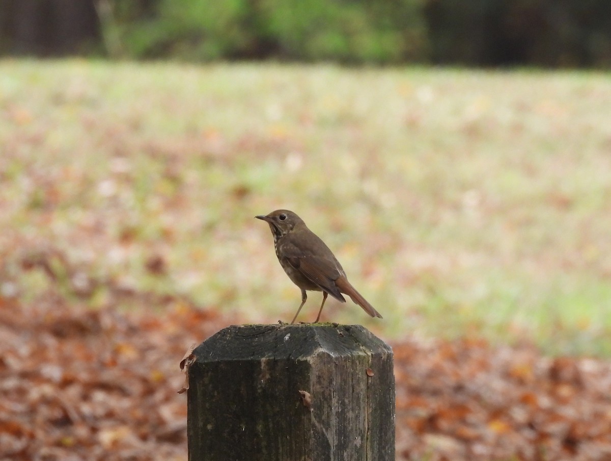 Hermit Thrush - ML626000690