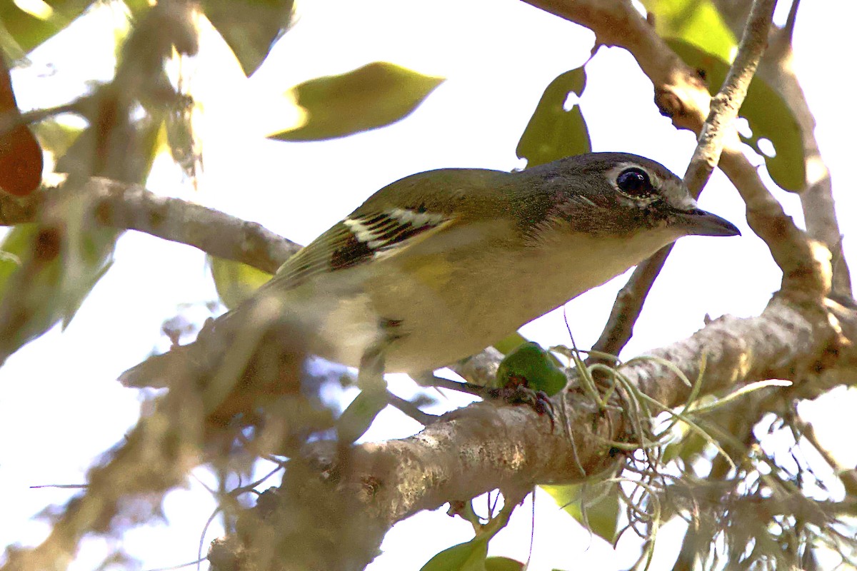 Blue-headed Vireo - ML626000696