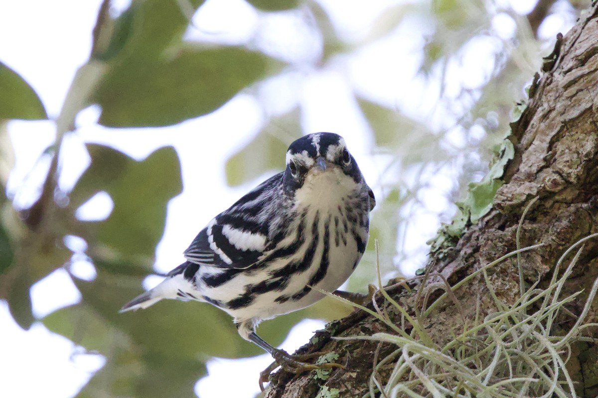 Black-and-white Warbler - ML626000709