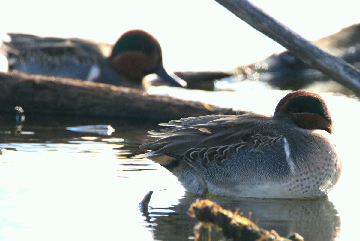 Green-winged Teal - ML626000713