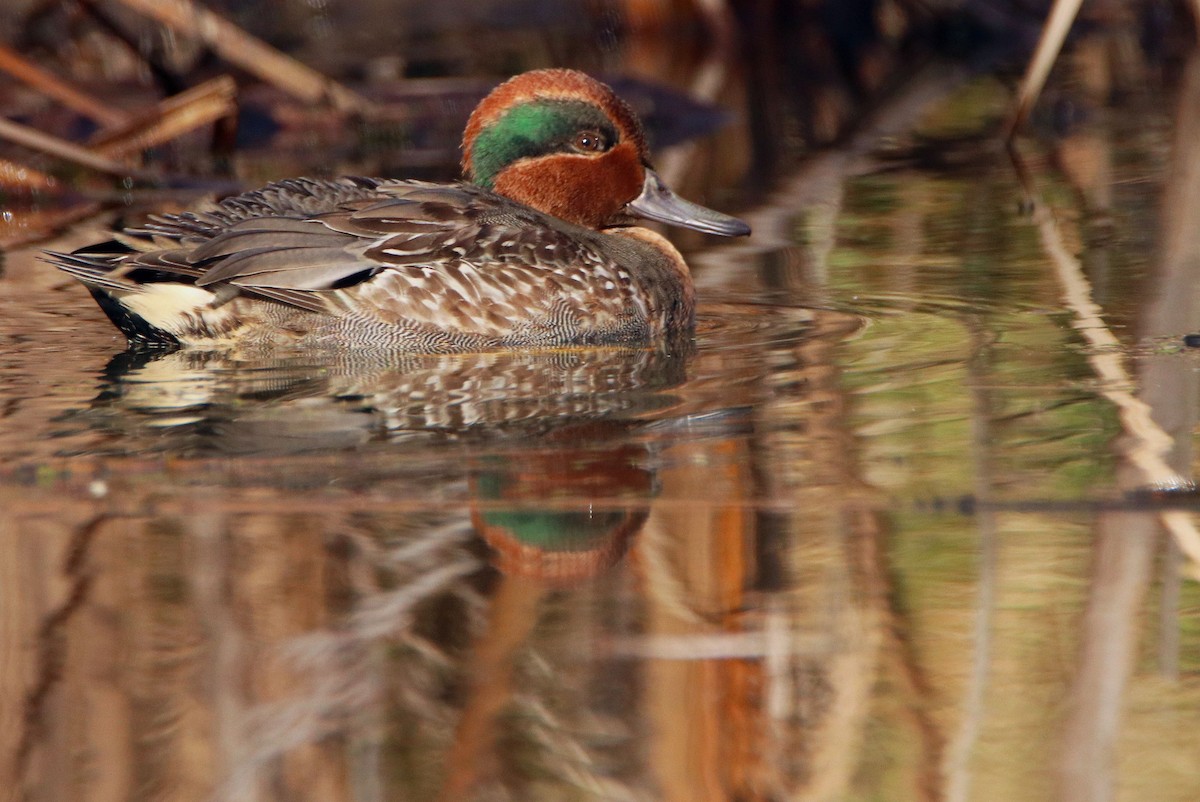 Green-winged Teal - ML626000719