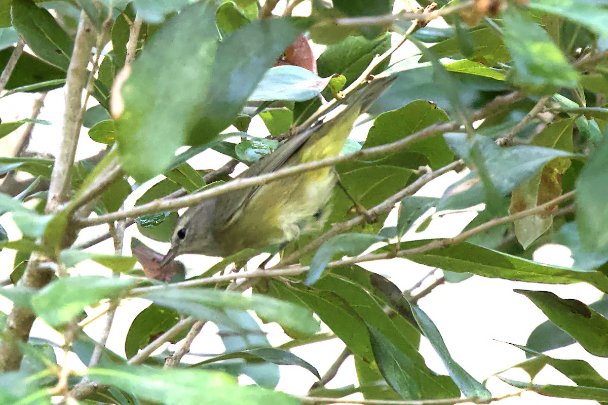 Orange-crowned Warbler - ML626000723