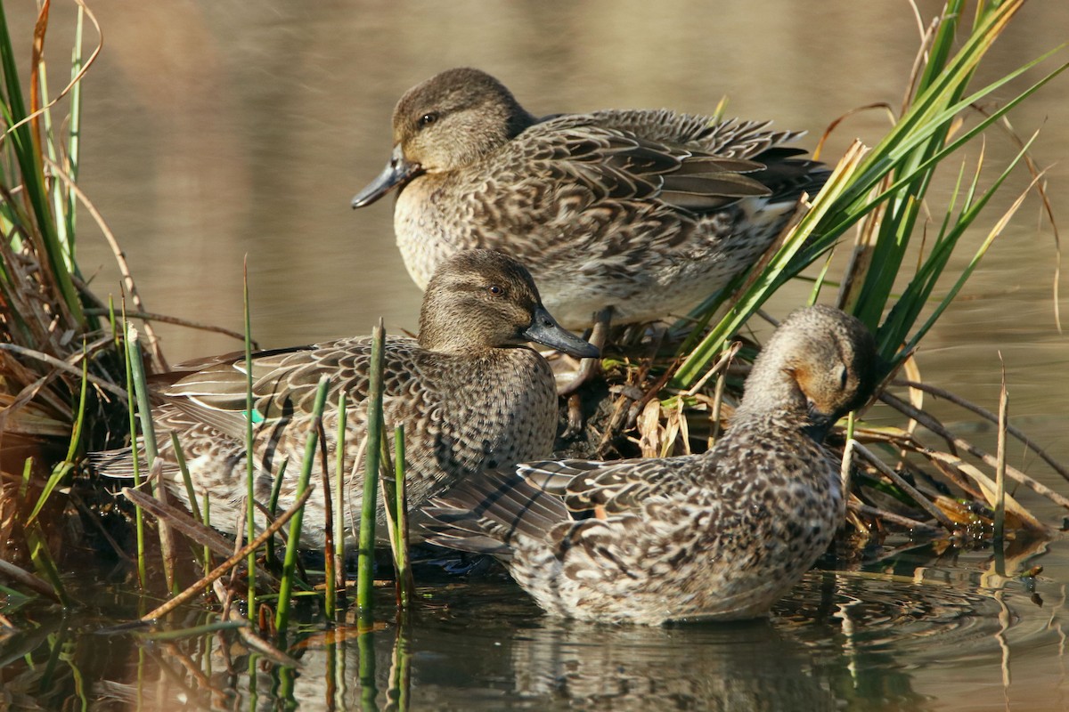 Green-winged Teal - ML626000748