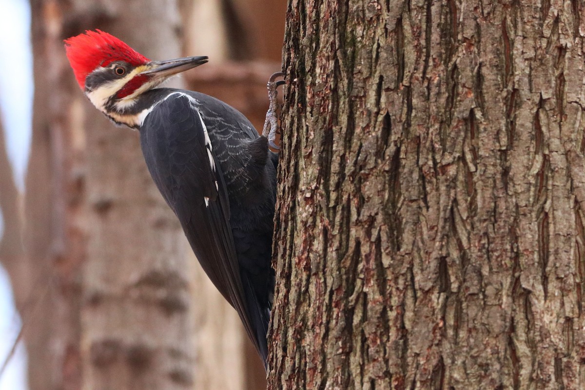Pileated Woodpecker - ML626000785