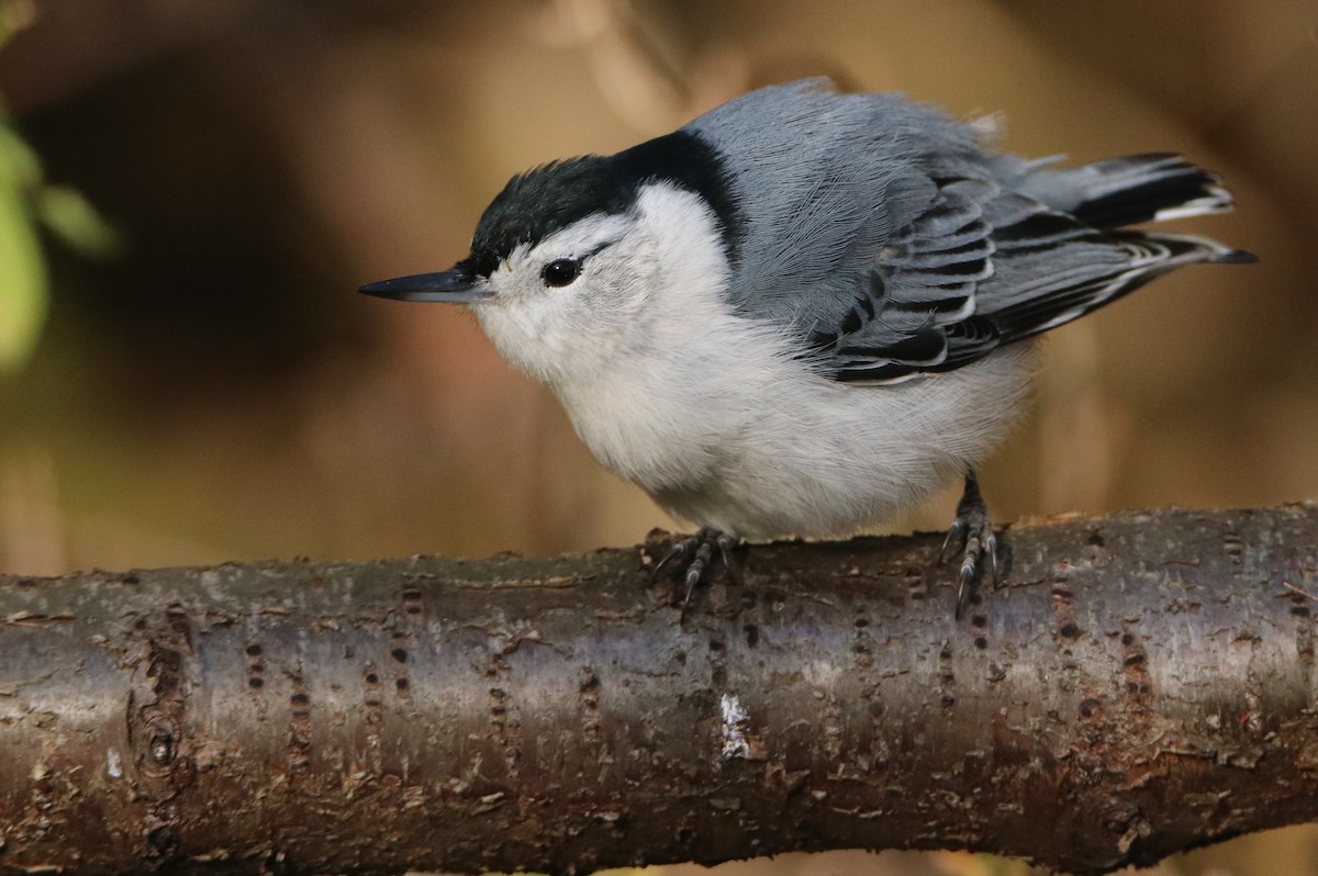 White-breasted Nuthatch - ML626000795