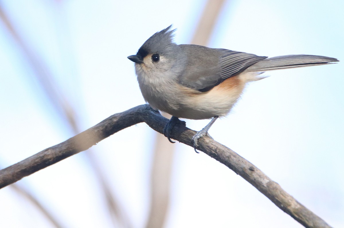 Tufted Titmouse - ML626000798