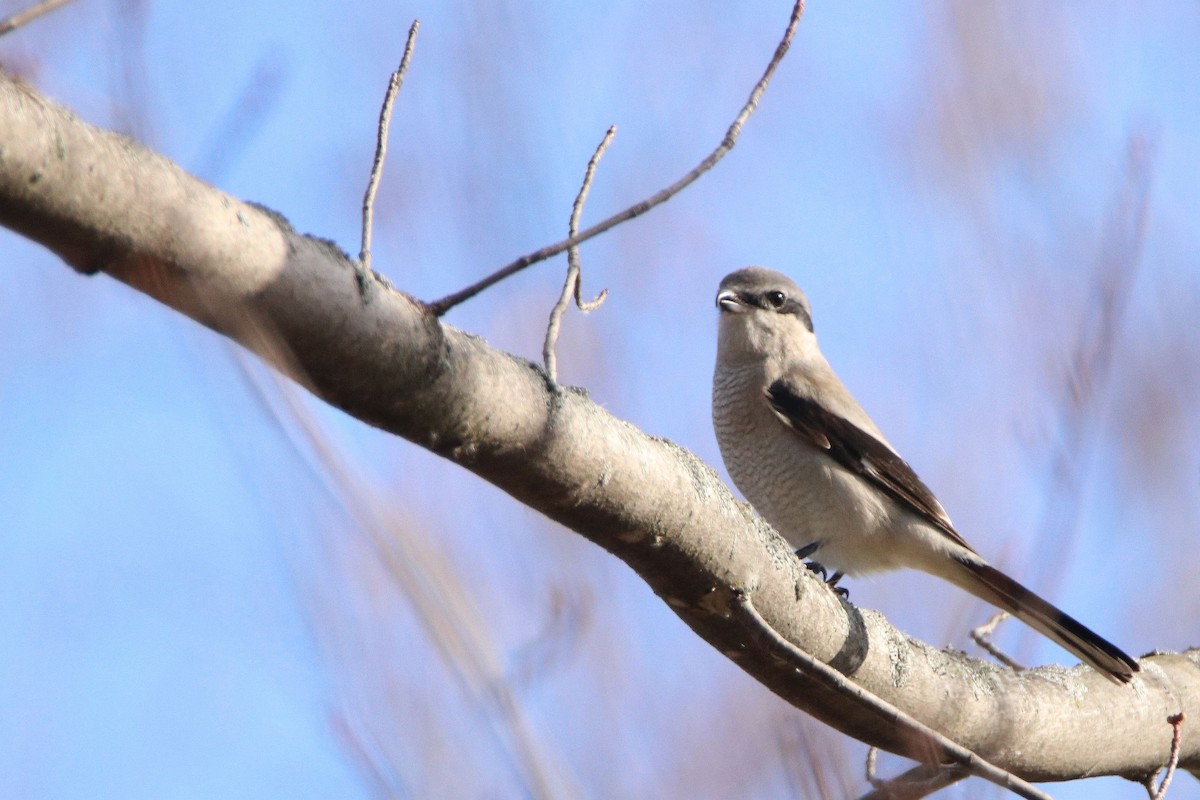 Northern Shrike - ML626000804