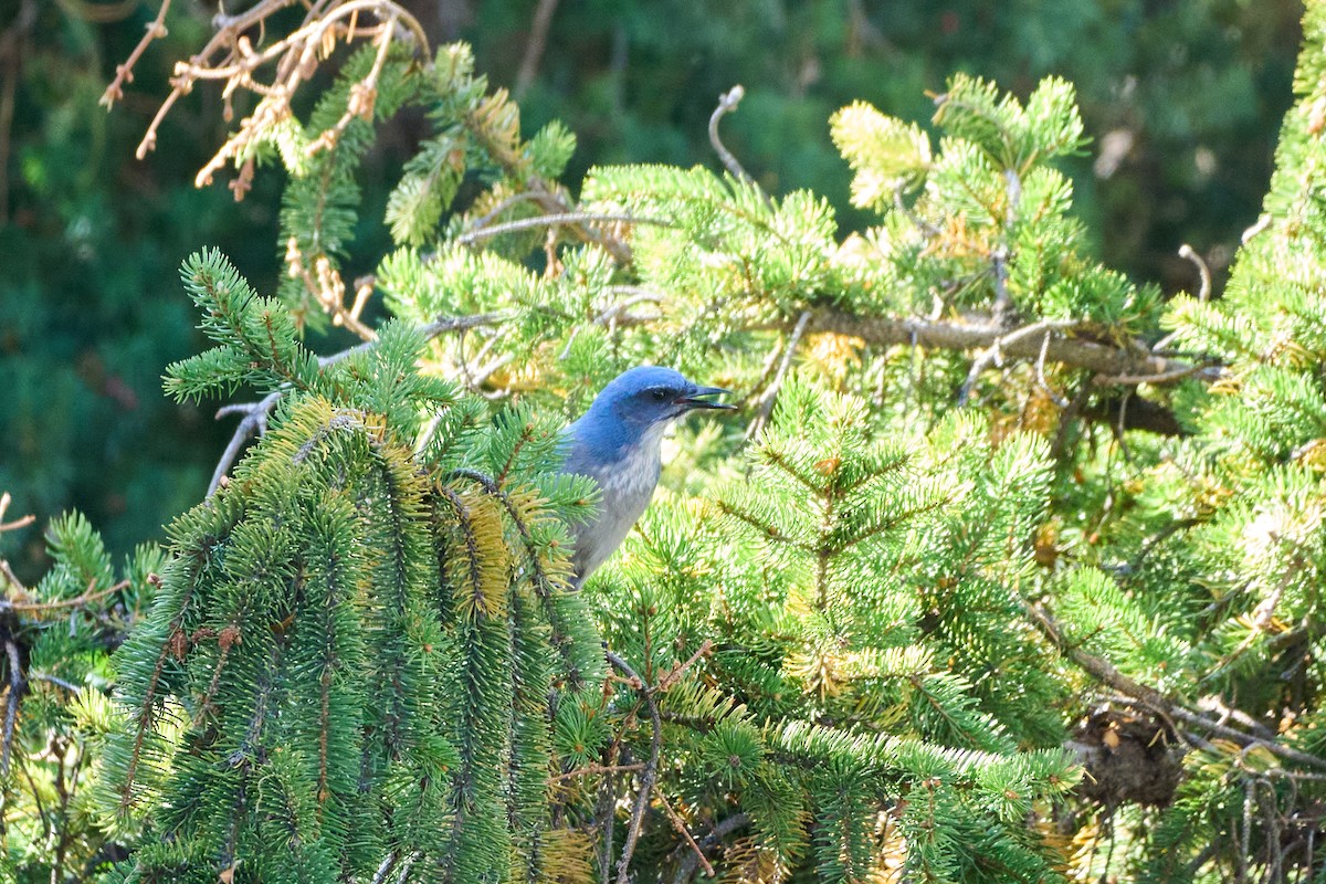 Woodhouse's Scrub-Jay - ML626000810