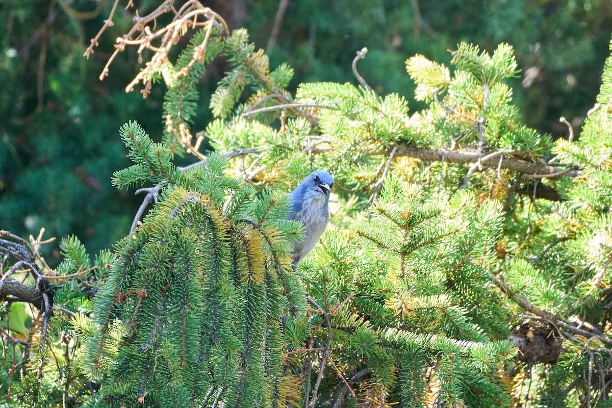 Woodhouse's Scrub-Jay - ML626000811