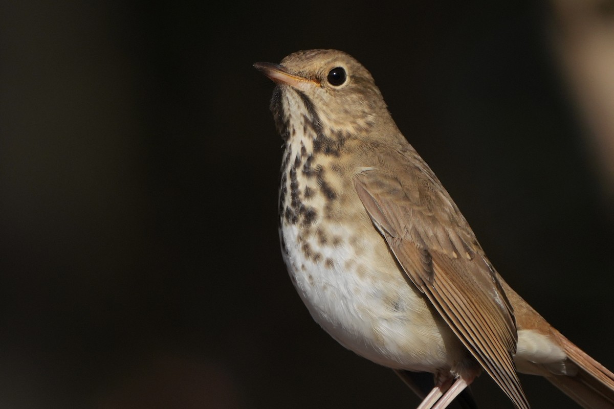 Hermit Thrush - ML626001035