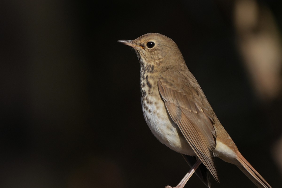 Hermit Thrush - ML626001039