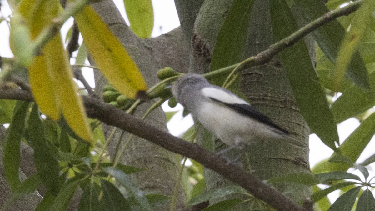 White-shouldered Starling - ML626001088