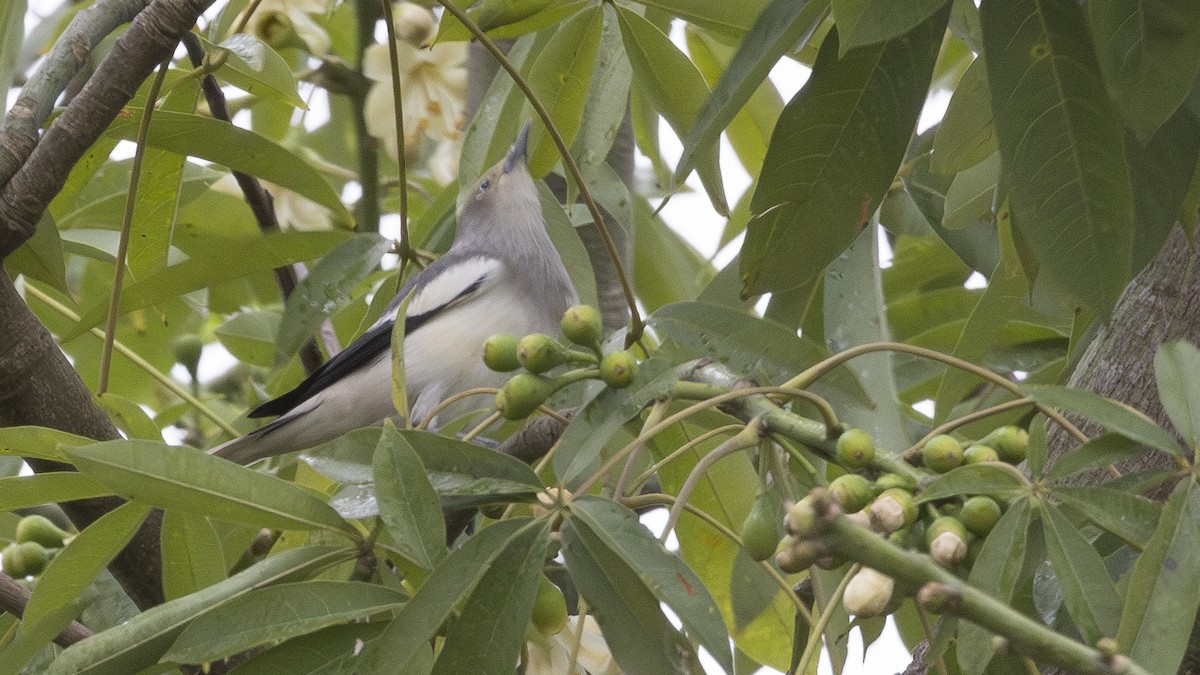 White-shouldered Starling - ML626001089