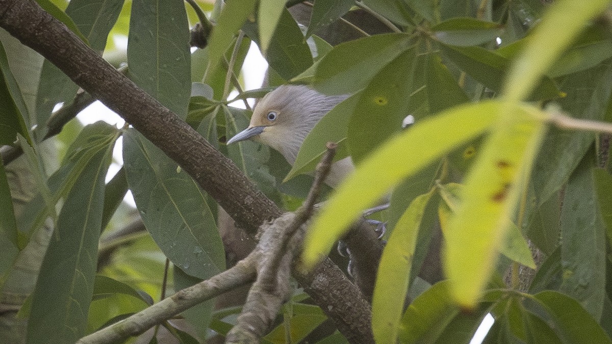 White-shouldered Starling - ML626001092