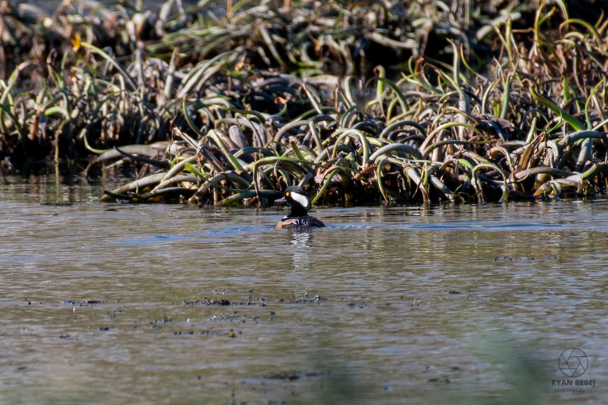 Smergo dal cappuccio - ML626001108