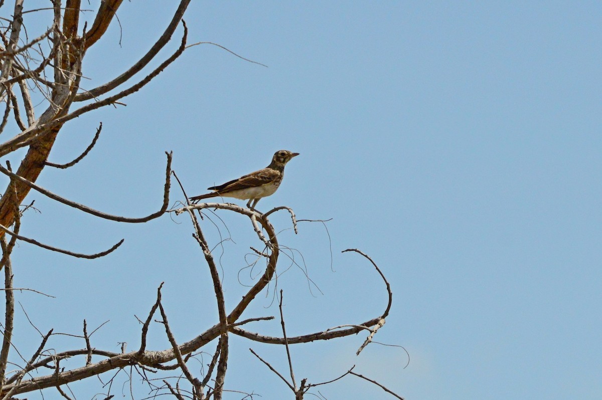 Dusky Lark - ML626001152