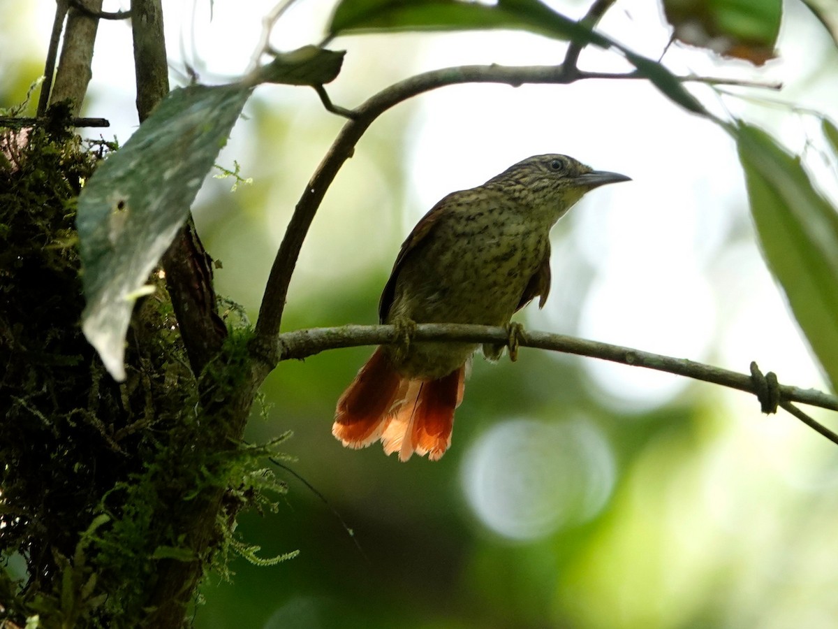 Speckled Spinetail - ML626001183