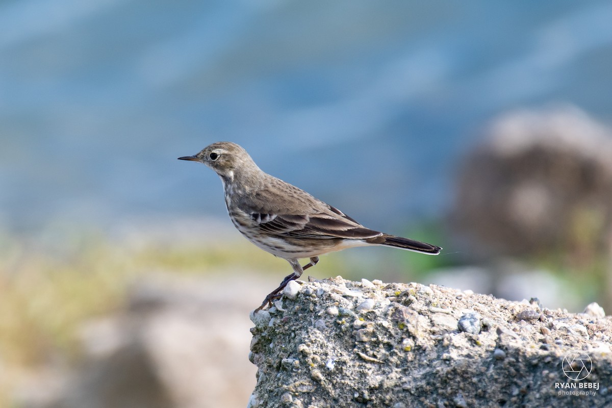 Pipit d'Amérique - ML626001212