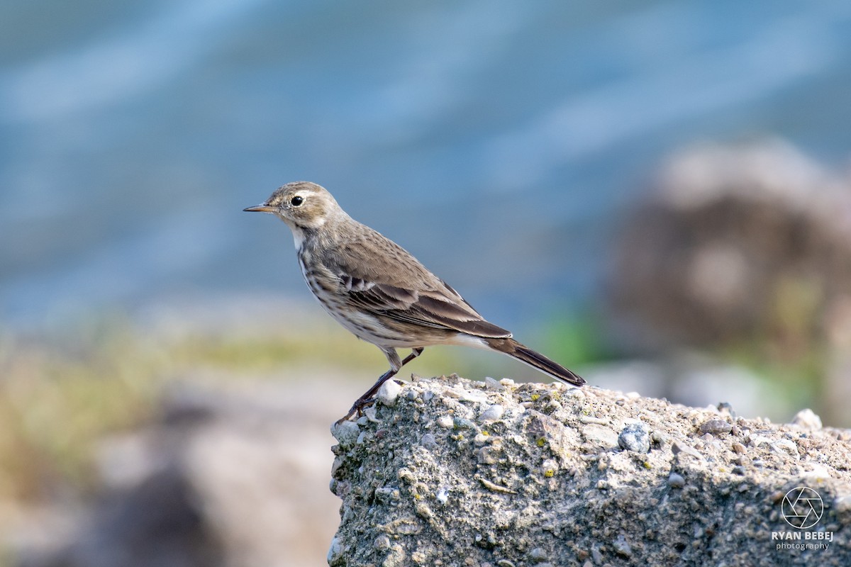 Pipit d'Amérique - ML626001214