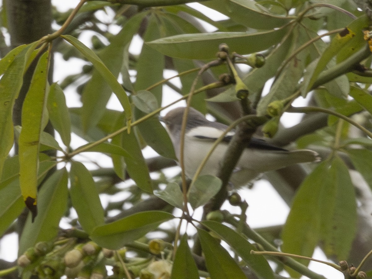 White-shouldered Starling - ML626001348