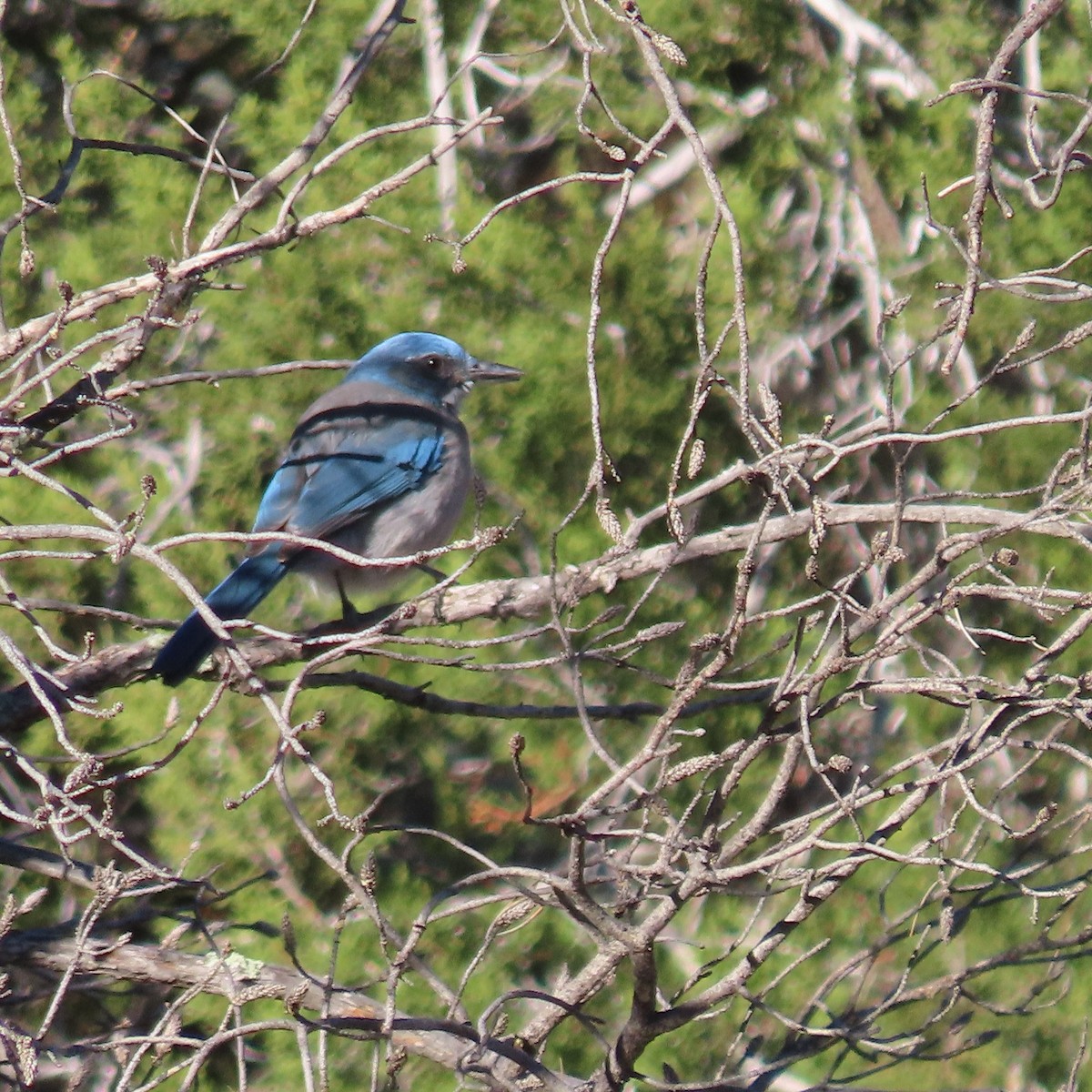 Woodhouse's Scrub-Jay - ML626001615