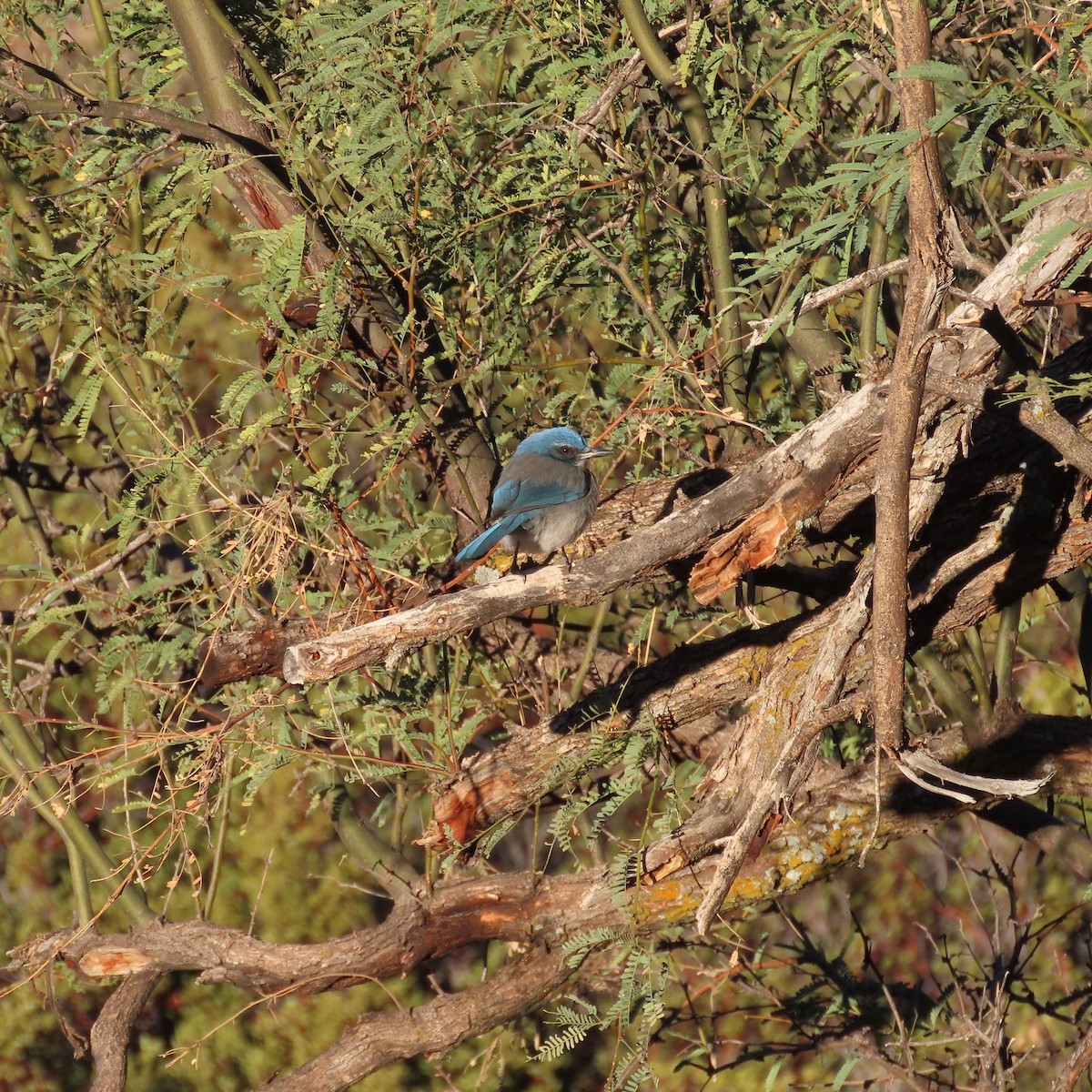 Woodhouse's Scrub-Jay - ML626001616