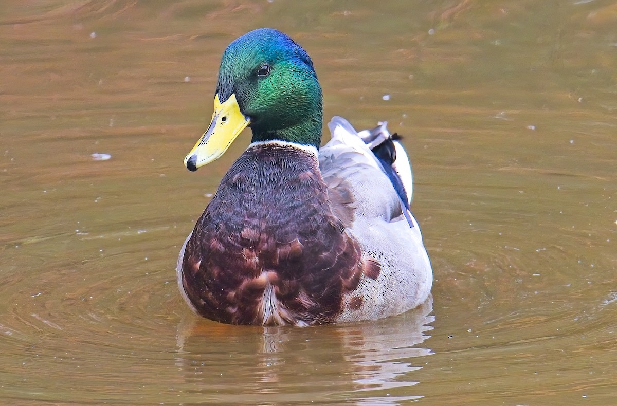 Mallard - ML626001793