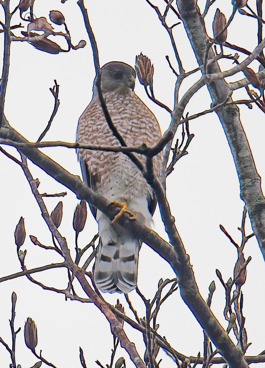Cooper's Hawk - ML626001834