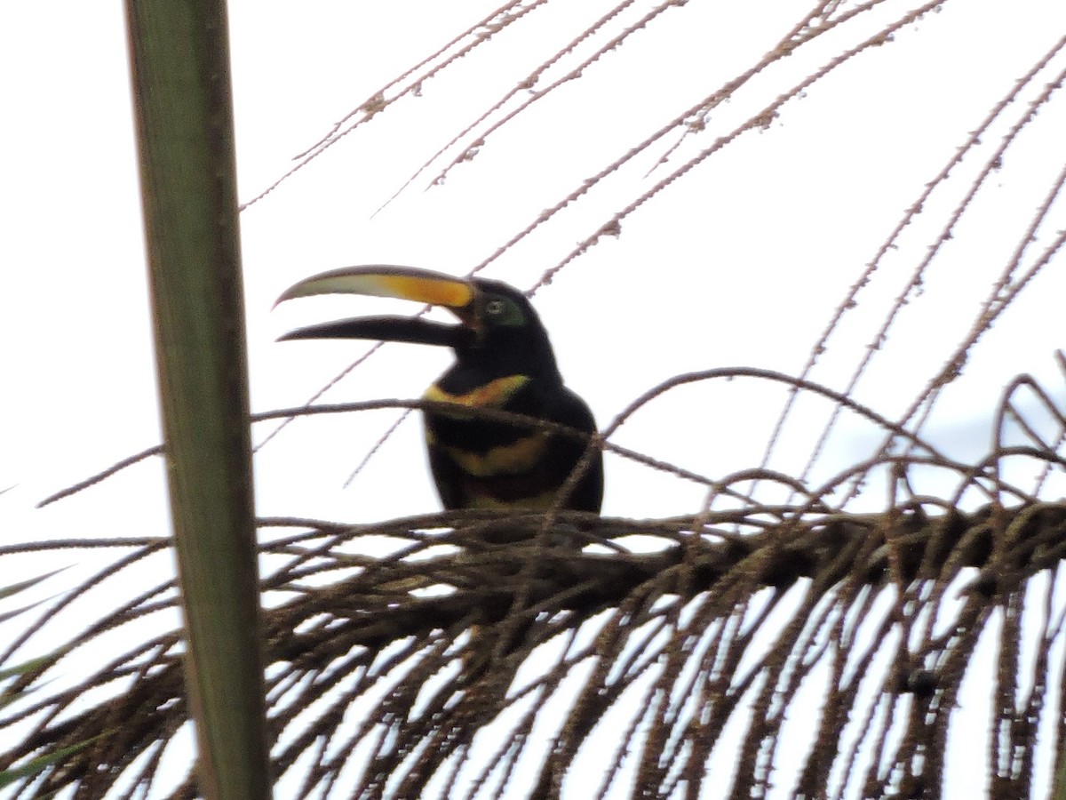 Many-banded Aracari - ML62600191