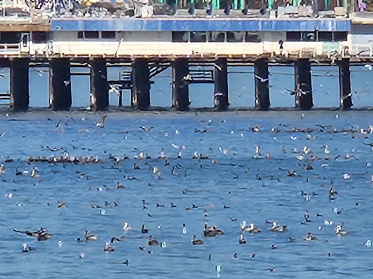 pelikán hnědý - ML626001915