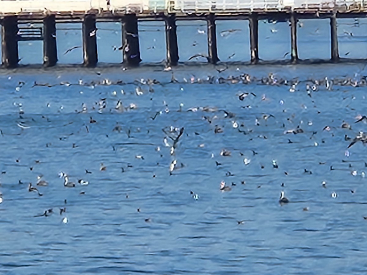 pelikán hnědý - ML626001916