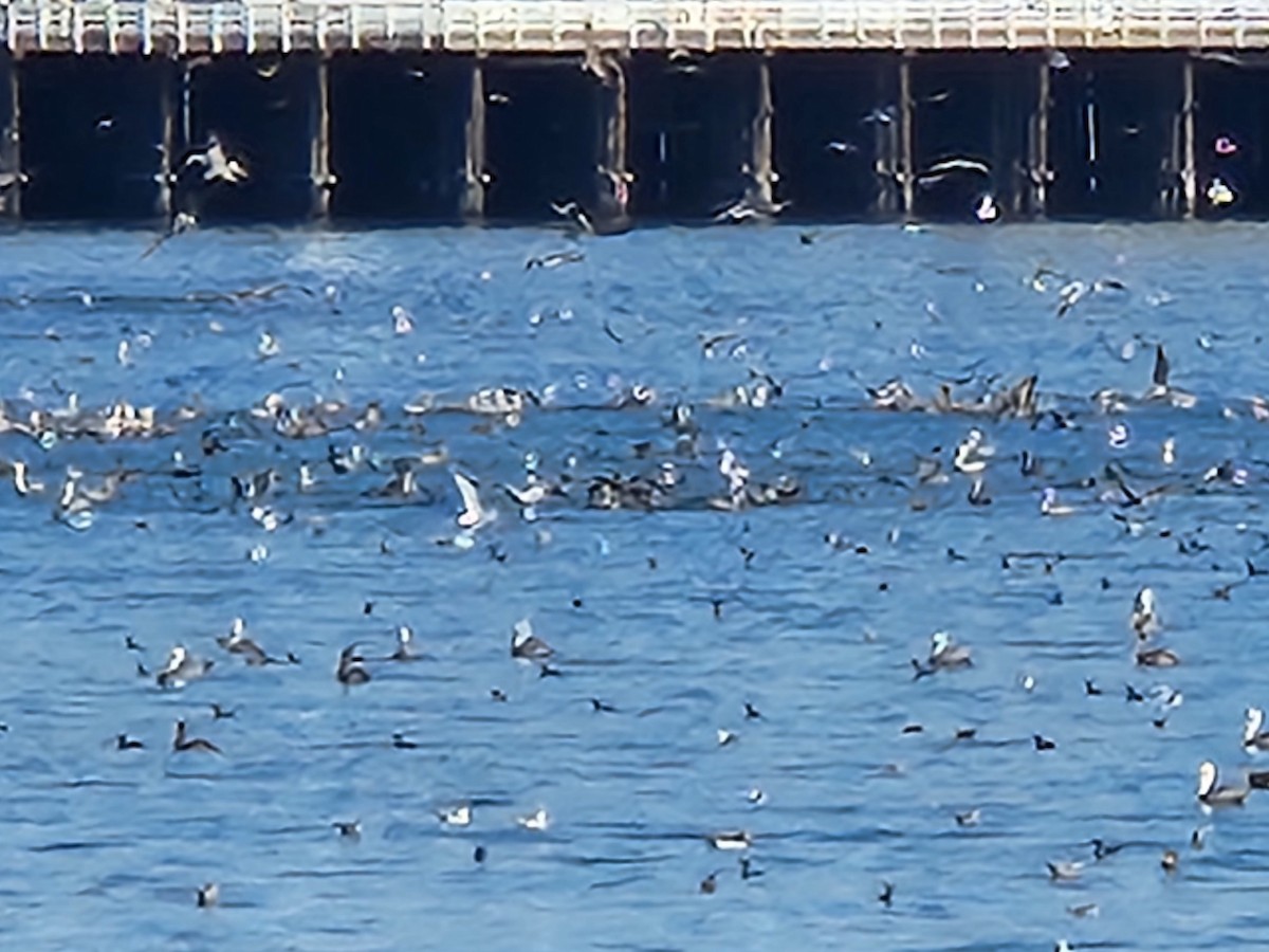 pelikán hnědý - ML626001917