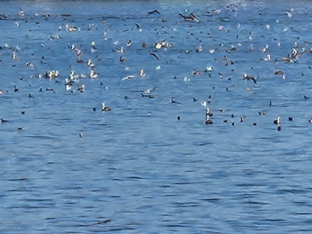 pelikán hnědý - ML626001918