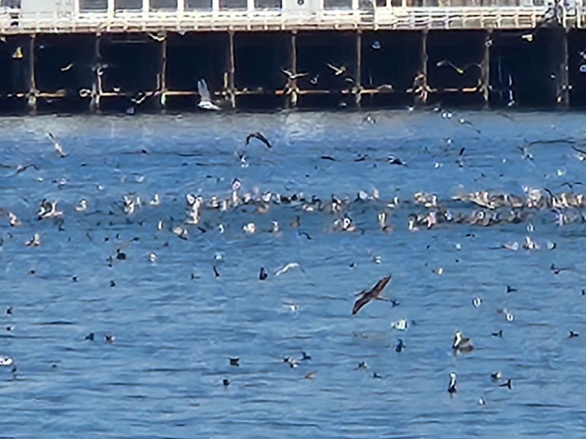 pelikán hnědý - ML626001919