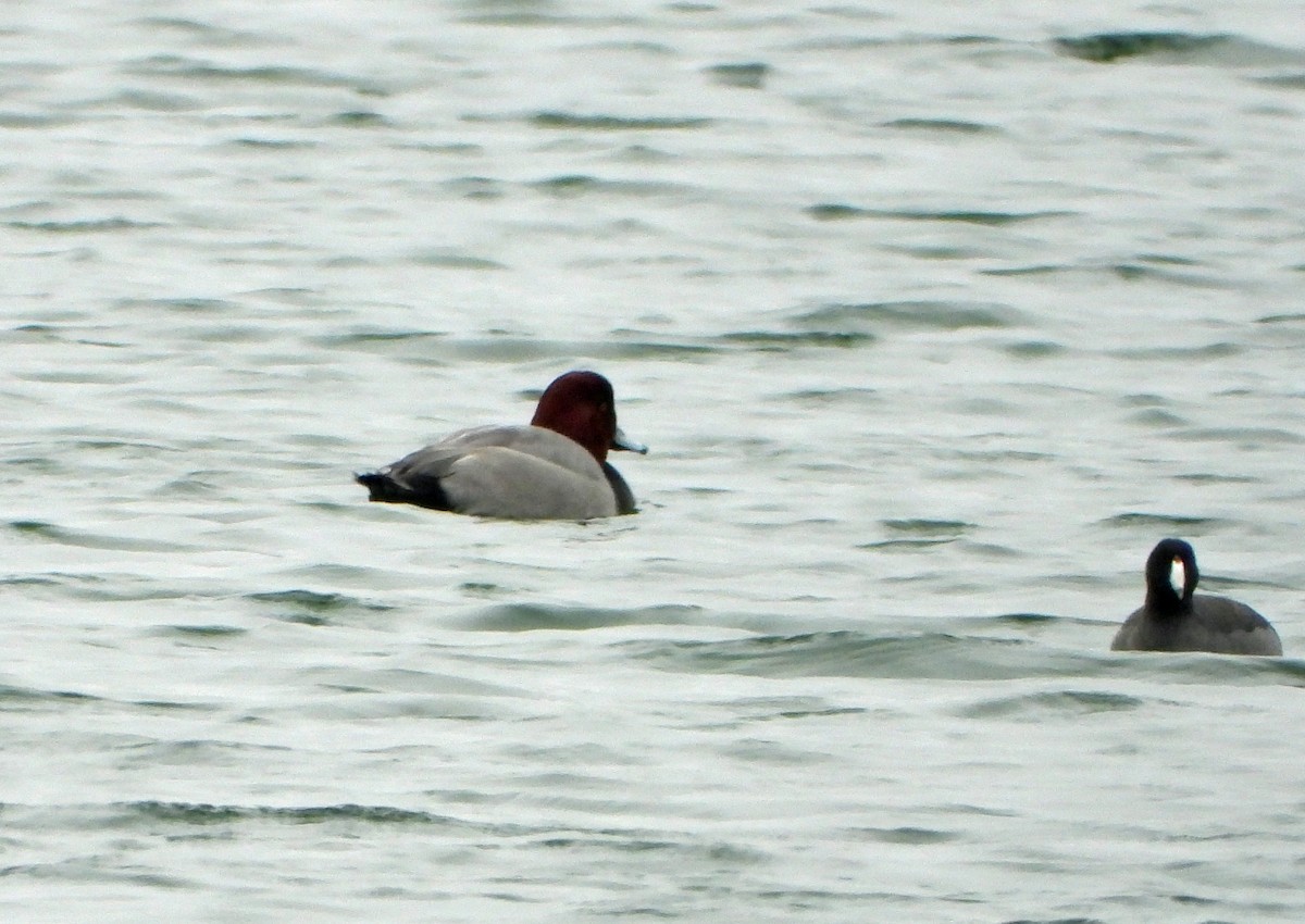 Redhead - ML626002044