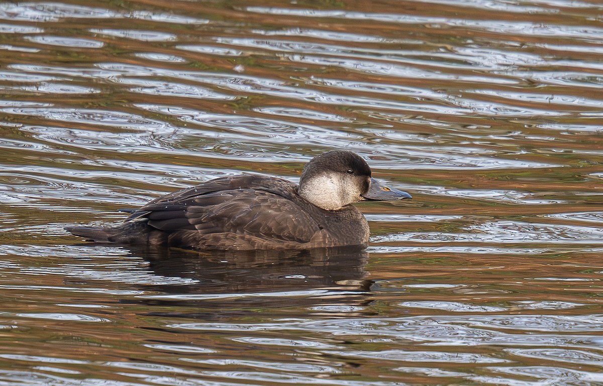 Common Scoter - ML626002131
