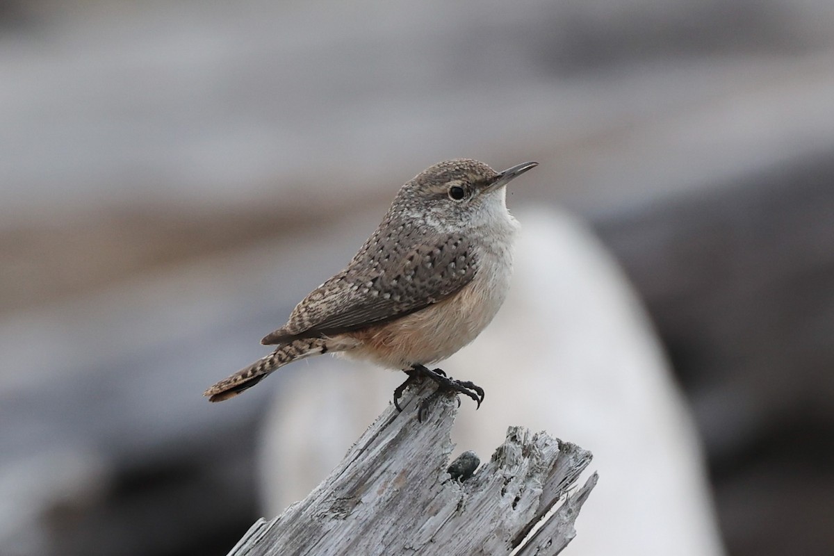 Rock Wren - ML626002283